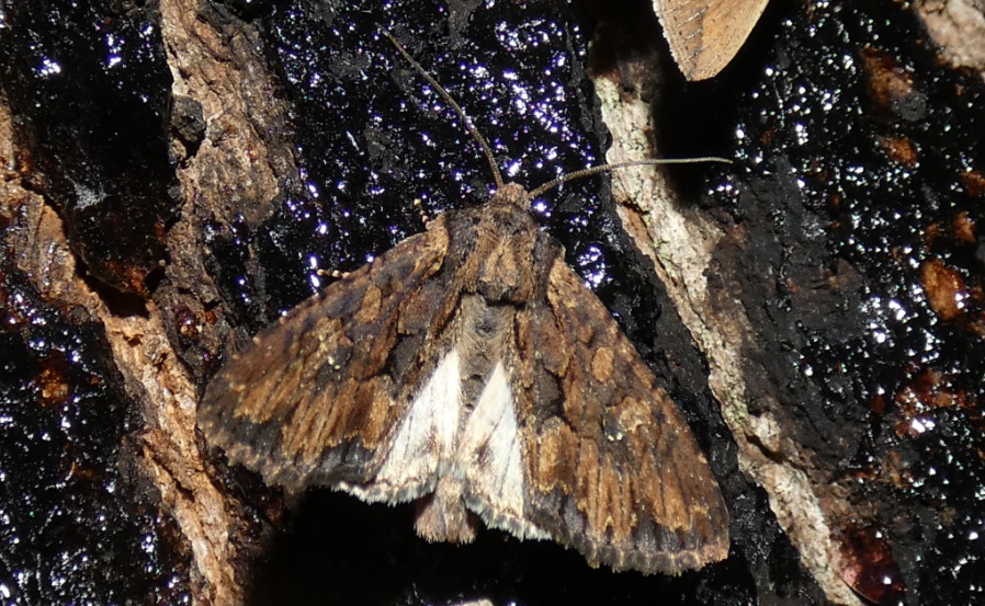 Mniotype solieri, Noctuidae